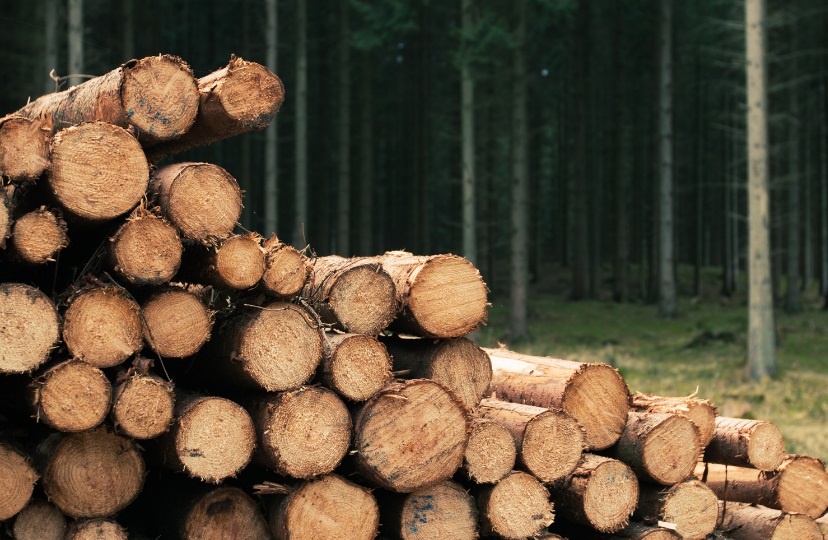 The Timber Industry